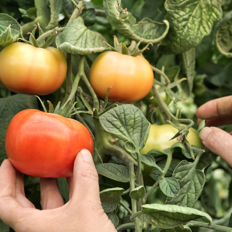 Hands picking tomatoes